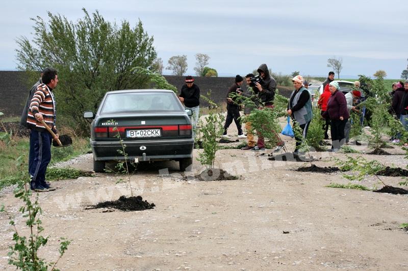 dingeni, copaci plantati pe drum judetean, protest  (20)