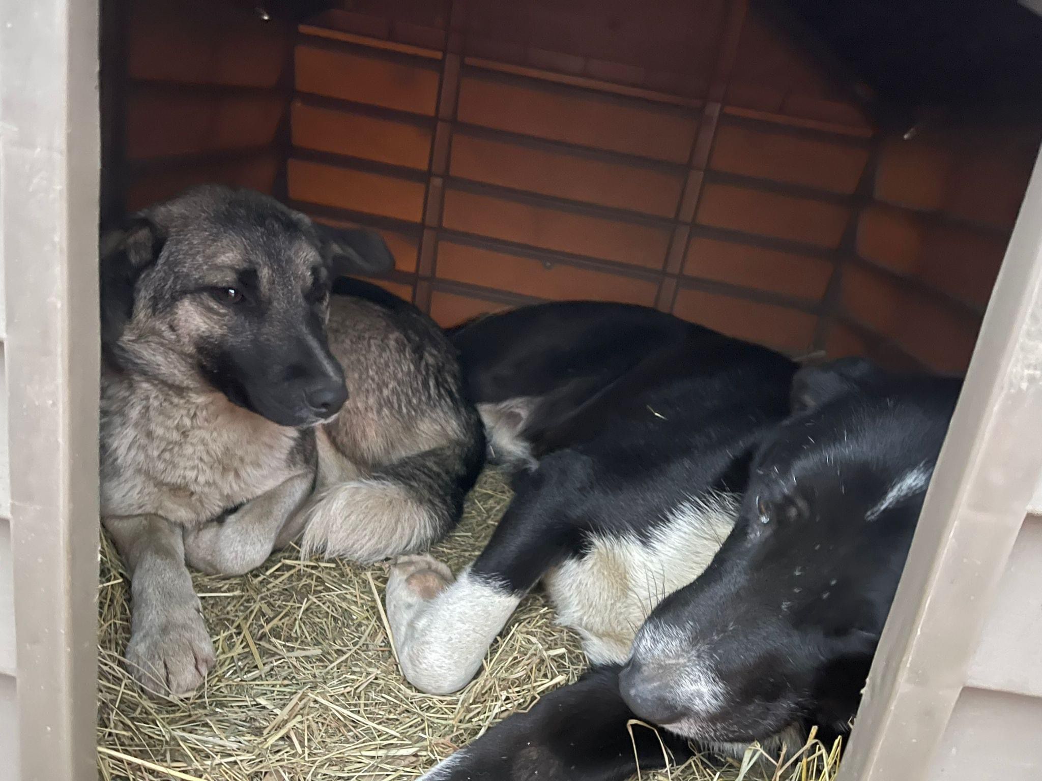 Cătălin Silegeanu propune înființarea unei clinici veterinare