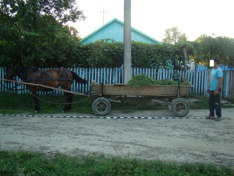 caruta tigari