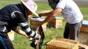 iustin marineac, apicultor din judetul botosani (22)